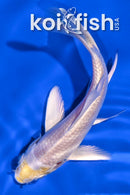 4.25" LEMON HARIWAKE BUTTERFLY