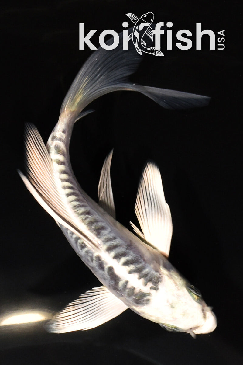 5.75" KIKOKURYU BUTTERFLY