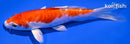 5.25" KIKUSUI