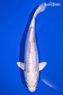 7" DOITSU LEMON HARIWAKE
