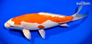 13.5" KIKUSUI