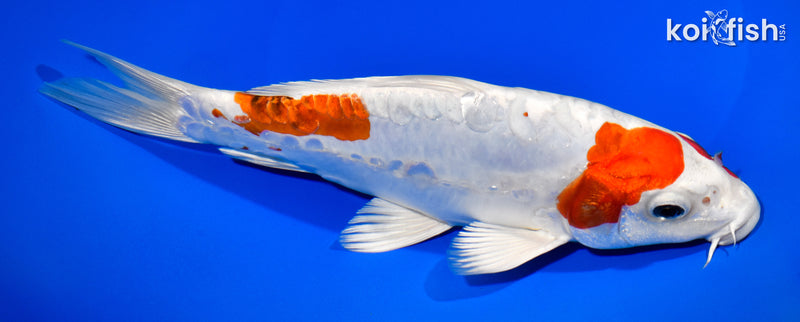 8.75" KIKUSUI