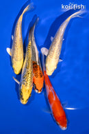 PACK OF (5) 4.25-5" STANDARD KOI