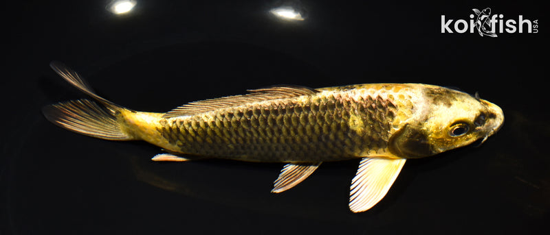 8" KIN KI UTSURI