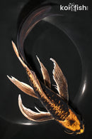 9.25" KIN KIKOKURYU BUTTERFLY
