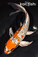 10" GINRIN KUJAKU BUTTERFLY