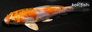 4.25" HEISEI NISHIKI