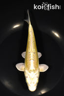 7" DOITSU YAMABUKI OGON