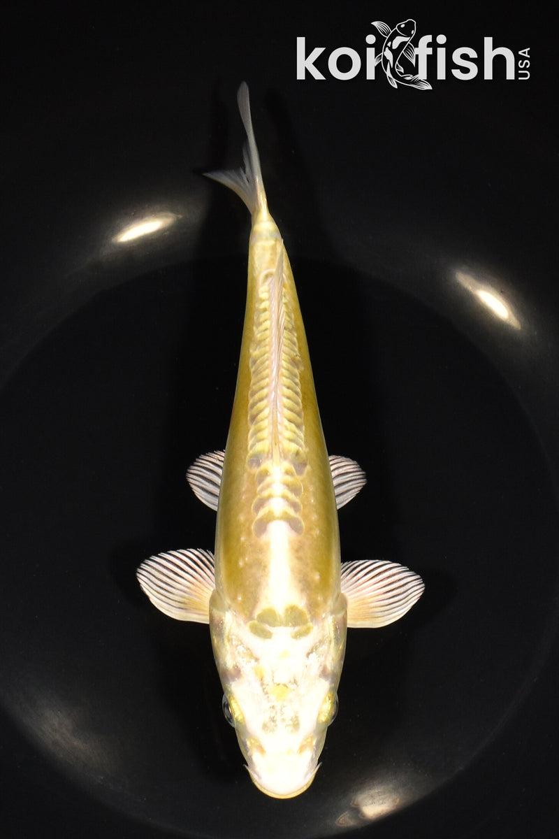 7" DOITSU YAMABUKI OGON