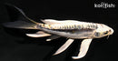 5.25" KIN KIKOKURYU BUTTERFLY