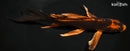 8.25" KIN ORENJI MATSUBA BUTTERFLY