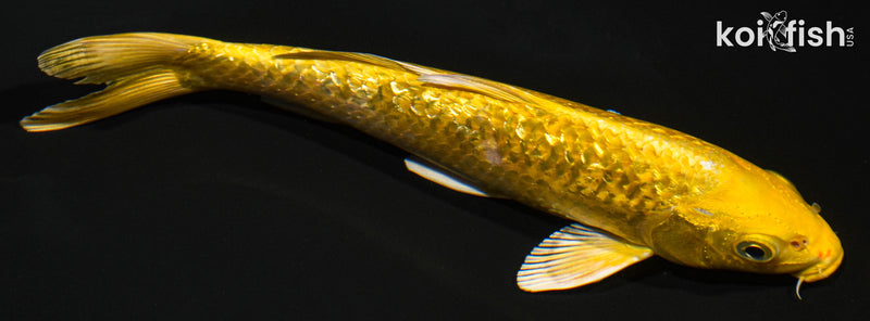 8" GINRIN YAMABUKI OGON
