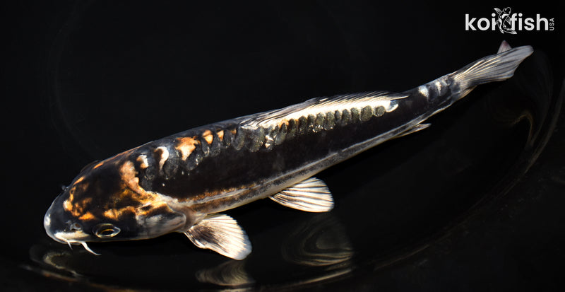 8.75" BENI KIKOKURYU