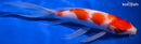 9.75" KOHAKU BUTTERFLY