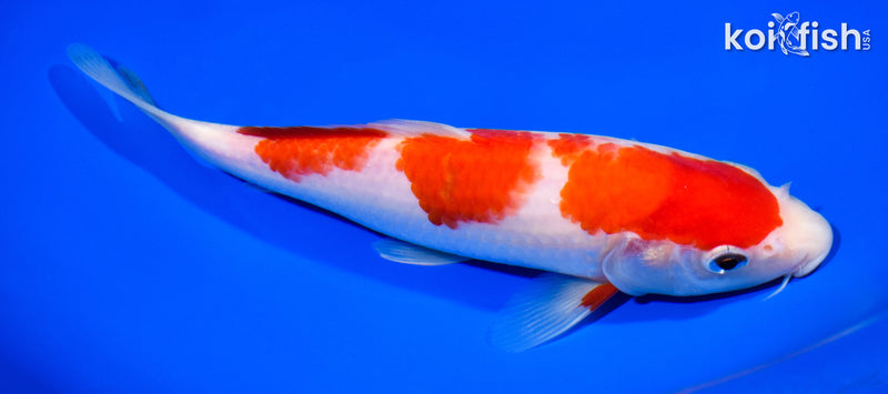 8" KOHAKU
