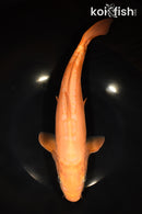 12.25" DOITSU CHAGOI