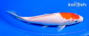 6.75" KOHAKU