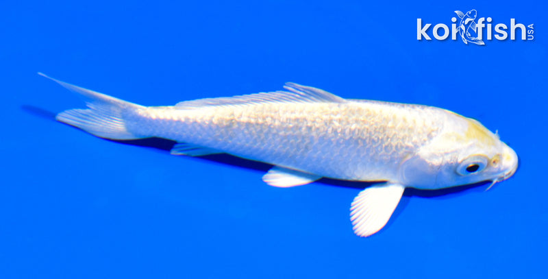 4.75" GINRIN HARIWAKE