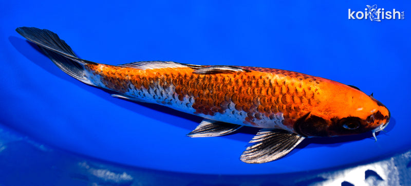 10.5" BENI GINGA