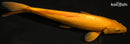 11.75" KIGOI