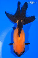 5" ORANDA GOLDFISH