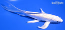 7" GINRIN PLATINUM OGON BUTTERFLY