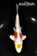 6.5" MARUTEN HEISEI NISHIKI