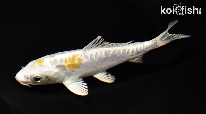 5.25" DOITSU HARIWAKE