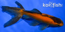 4.25" WATONAI GOLDFISH