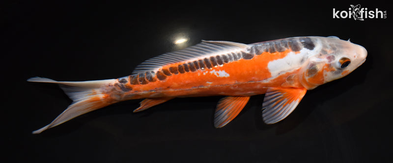 10.5" HI SHUSUI
