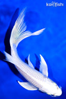 7.75" PLATINUM OGON BUTTERFLY