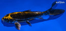 6.5" KIN KIKOKURYU