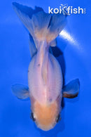 4.75" ORANDA GOLDFISH