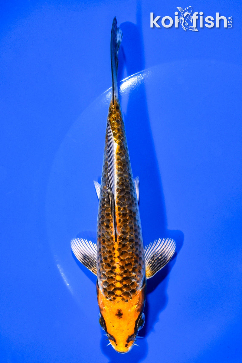 6.25" KUJAKU
