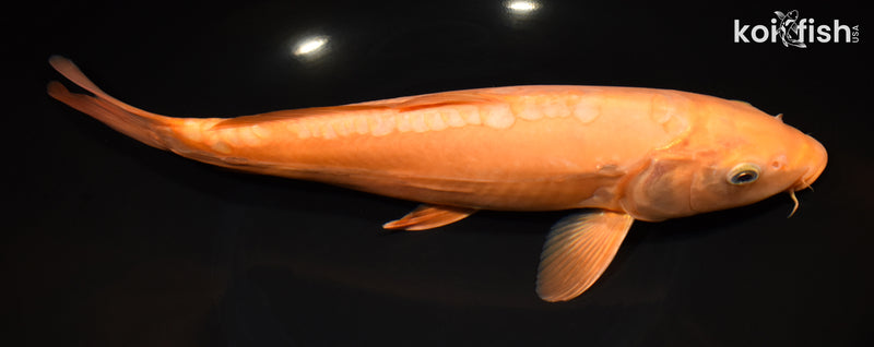 12.25" DOITSU CHAGOI
