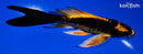 5.25" BENI KIKOKURYU BUTTERFLY