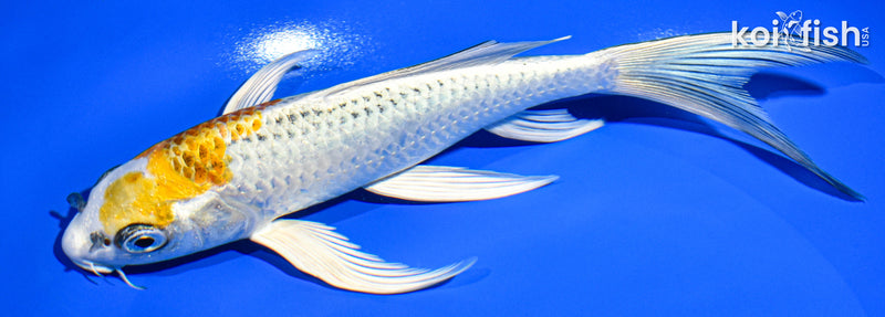 7.75" KUJAKU BUTTERFLY