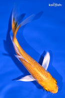 4.75" LEMON HARIWAKE BUTTERFLY