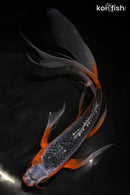 10.75" HI ASAGI BUTTERFLY