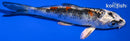 4.5" KUJAKU