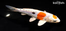 6.5" MARUTEN HEISEI NISHIKI