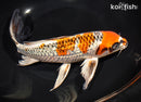 10" GINRIN KUJAKU BUTTERFLY
