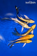 PACK OF (5) 5-6" BUTTERFLY KOI