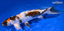 10.5" KIN SHOWA
