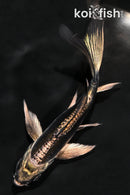 4.75" KIKOKURYU BUTTERFLY