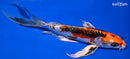 9.5" BENI KIKOKURYU BUTTERFLY