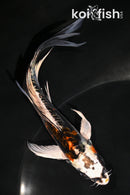 5.75" BENI KIKOKURYU BUTTERFLY