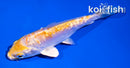 4" DOITSU LEMON HARIWAKE