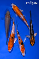 PACK OF (5) 3.75-4.75" STANDARD KOI