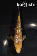 6.25" GINRIN OCHIBA SHIGURE